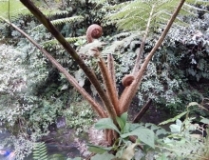 Imagen Helecho gigante